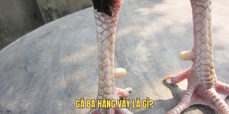 Gà ba hàng vảy: Bí quyết chọn lọc cho hội viên chuyên nghiệp 1 Tìm hiểu gà ba hàng vảy là gì
